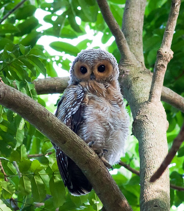 Spotted Wood-Owl - Howard Banwell