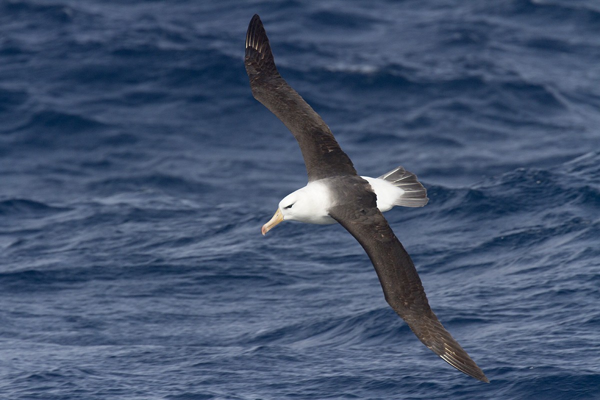 Black-browed Albatross (Black-browed) - Leslie George