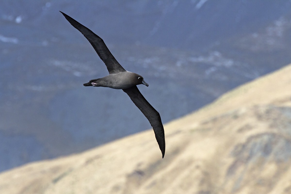 Light-mantled Albatross - Leslie George