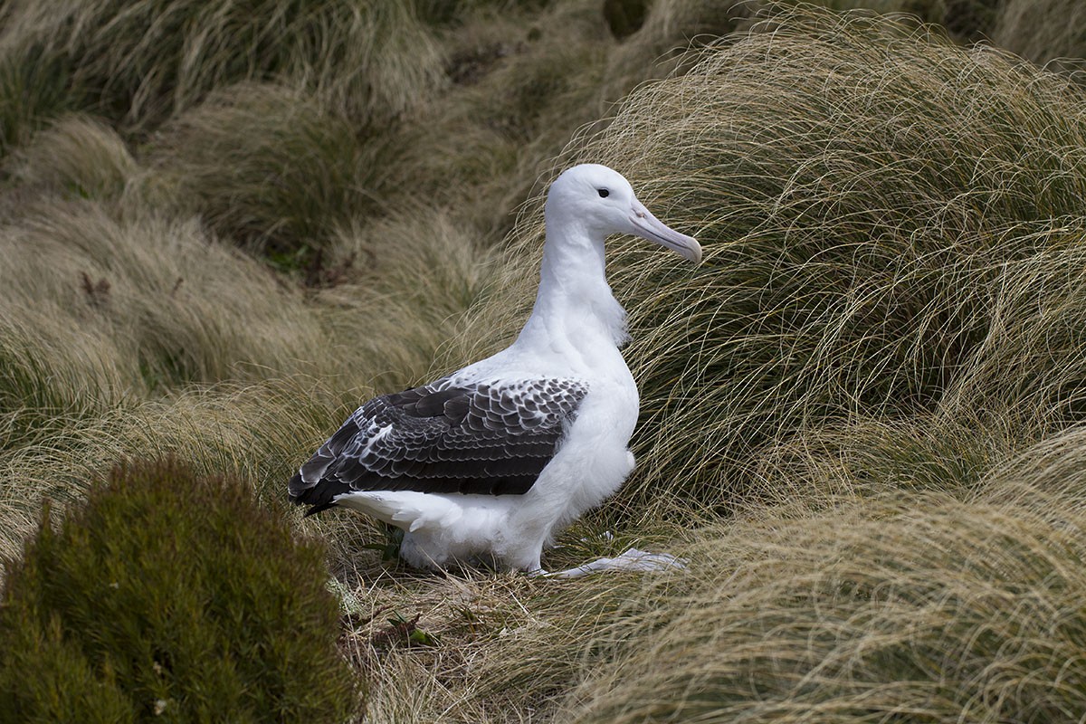 Southern Royal Albatross - Leslie George