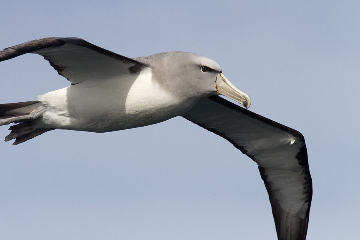 Salvin's Albatross - Leslie George
