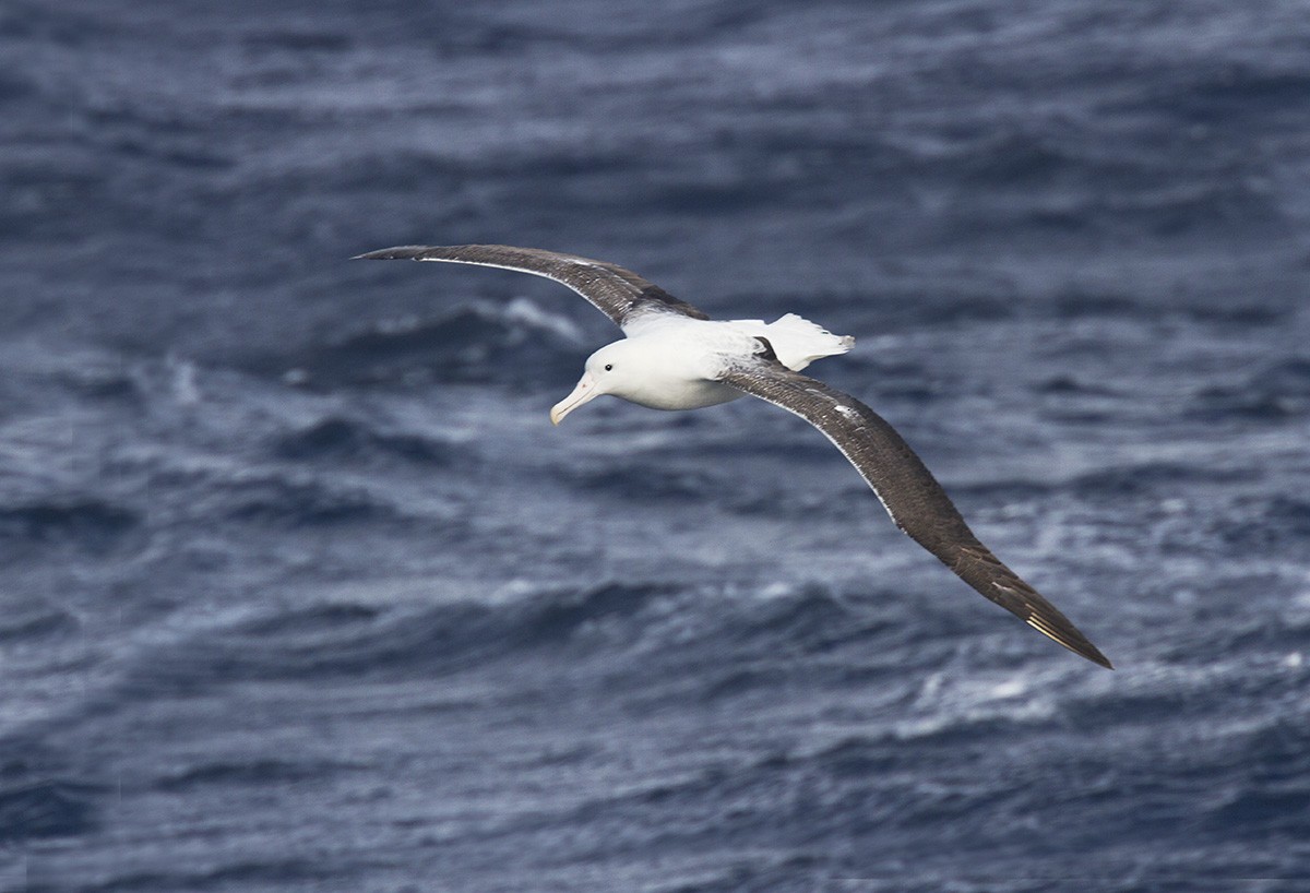 Southern Royal Albatross - Leslie George