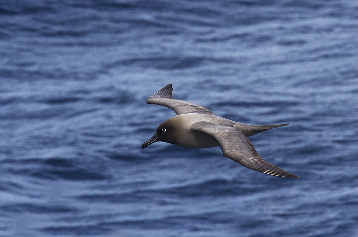 Light-mantled Albatross - Leslie George