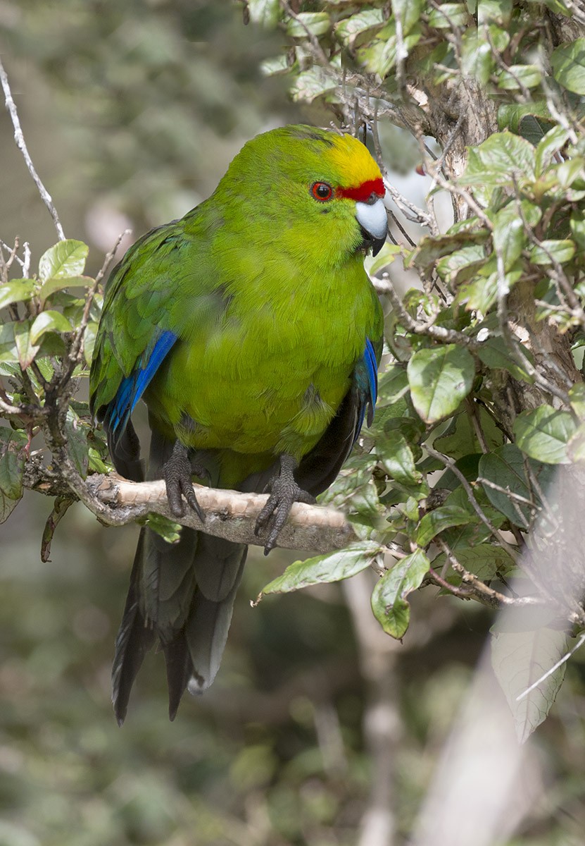 Red-crowned Parakeet - Leslie George