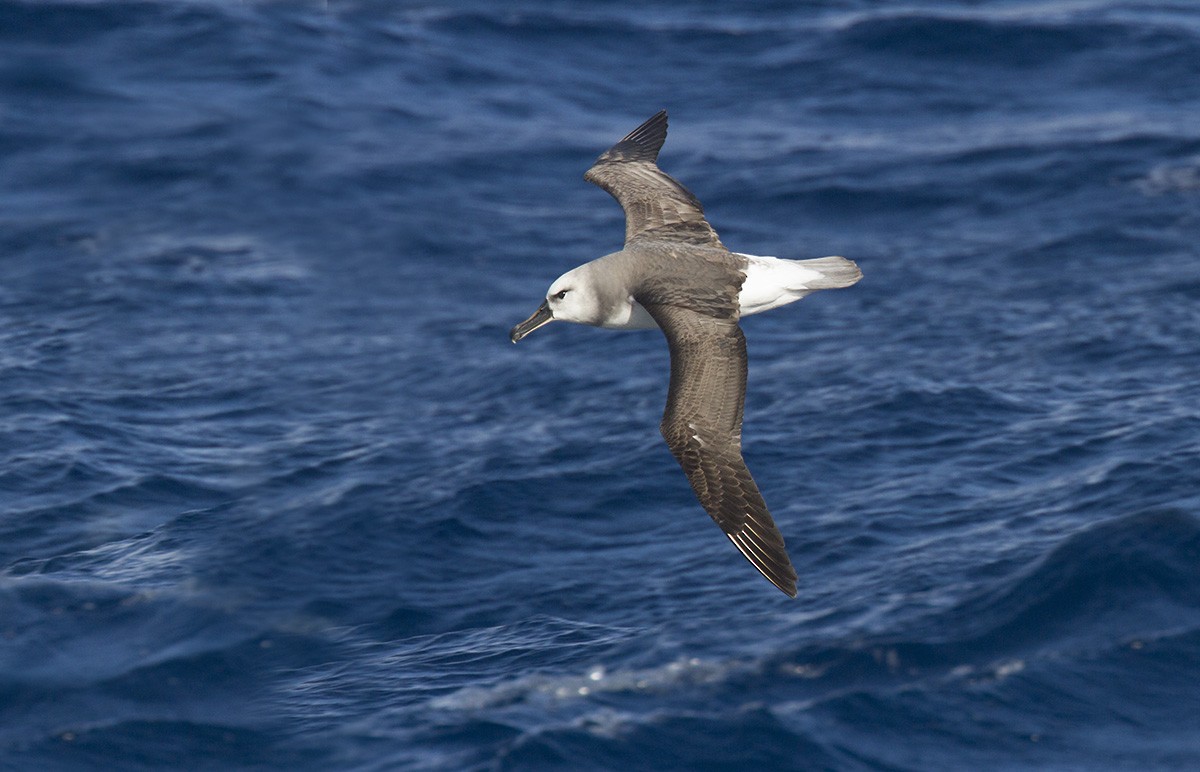 Gray-headed Albatross - Leslie George
