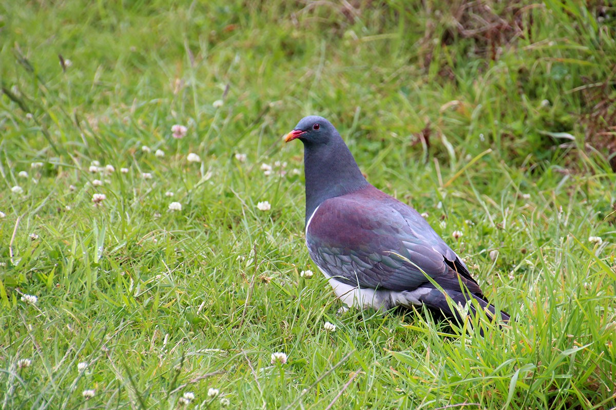 Chatham Island Pigeon - ML206216991