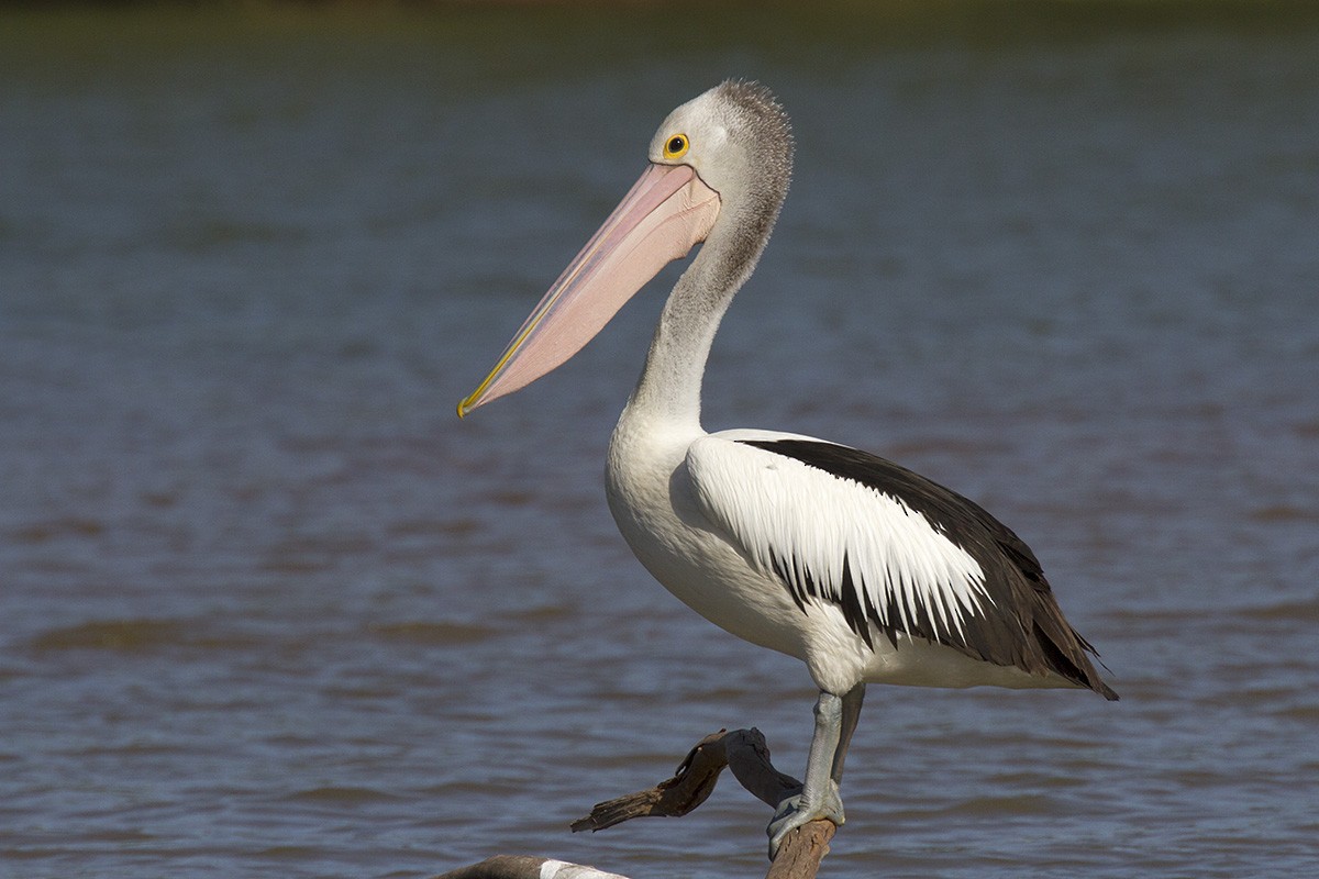 Australian Pelican - Leslie George