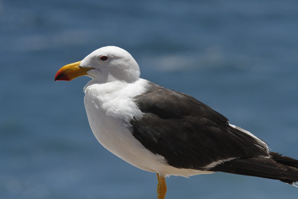 Pacific Gull - Leslie George