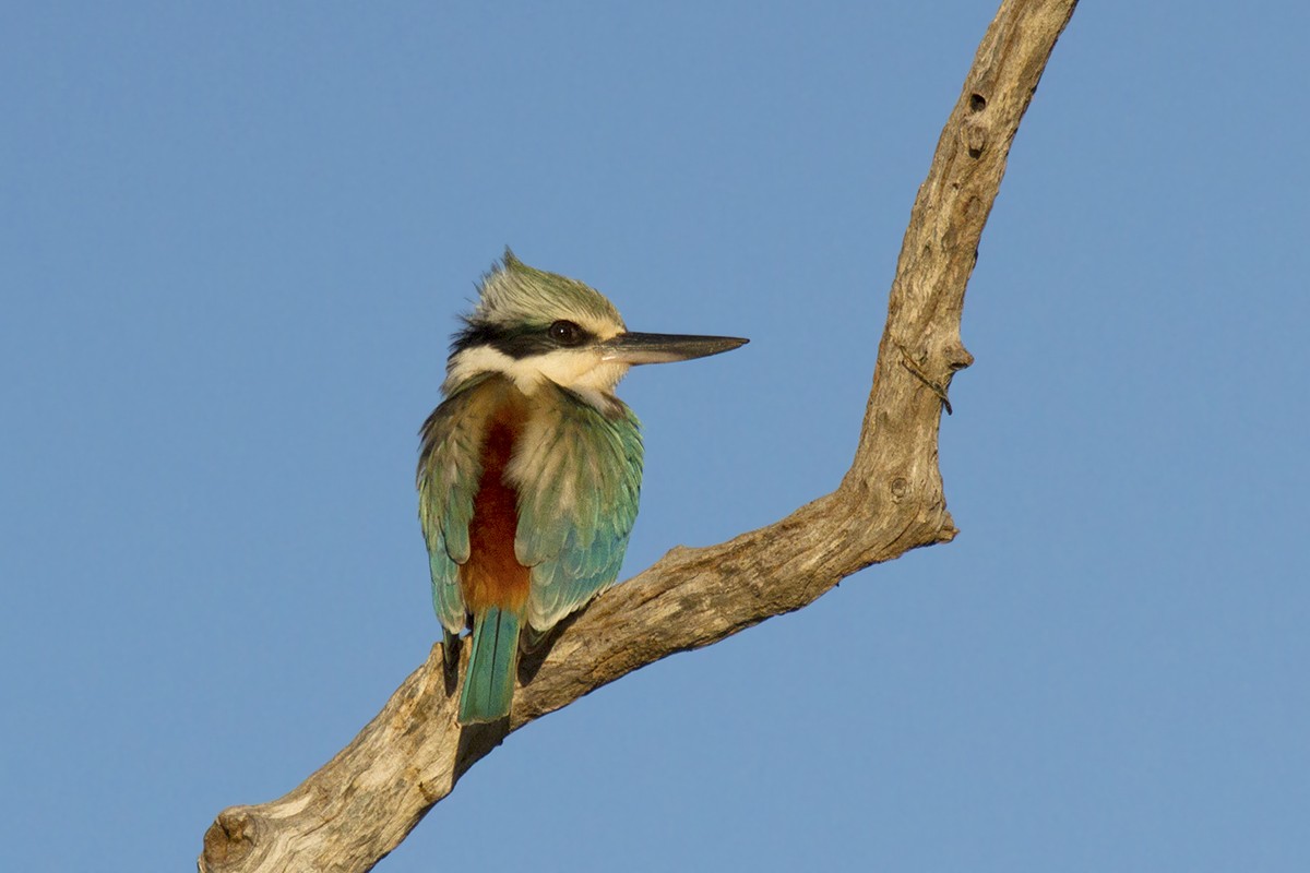 Red-backed Kingfisher - ML206217551