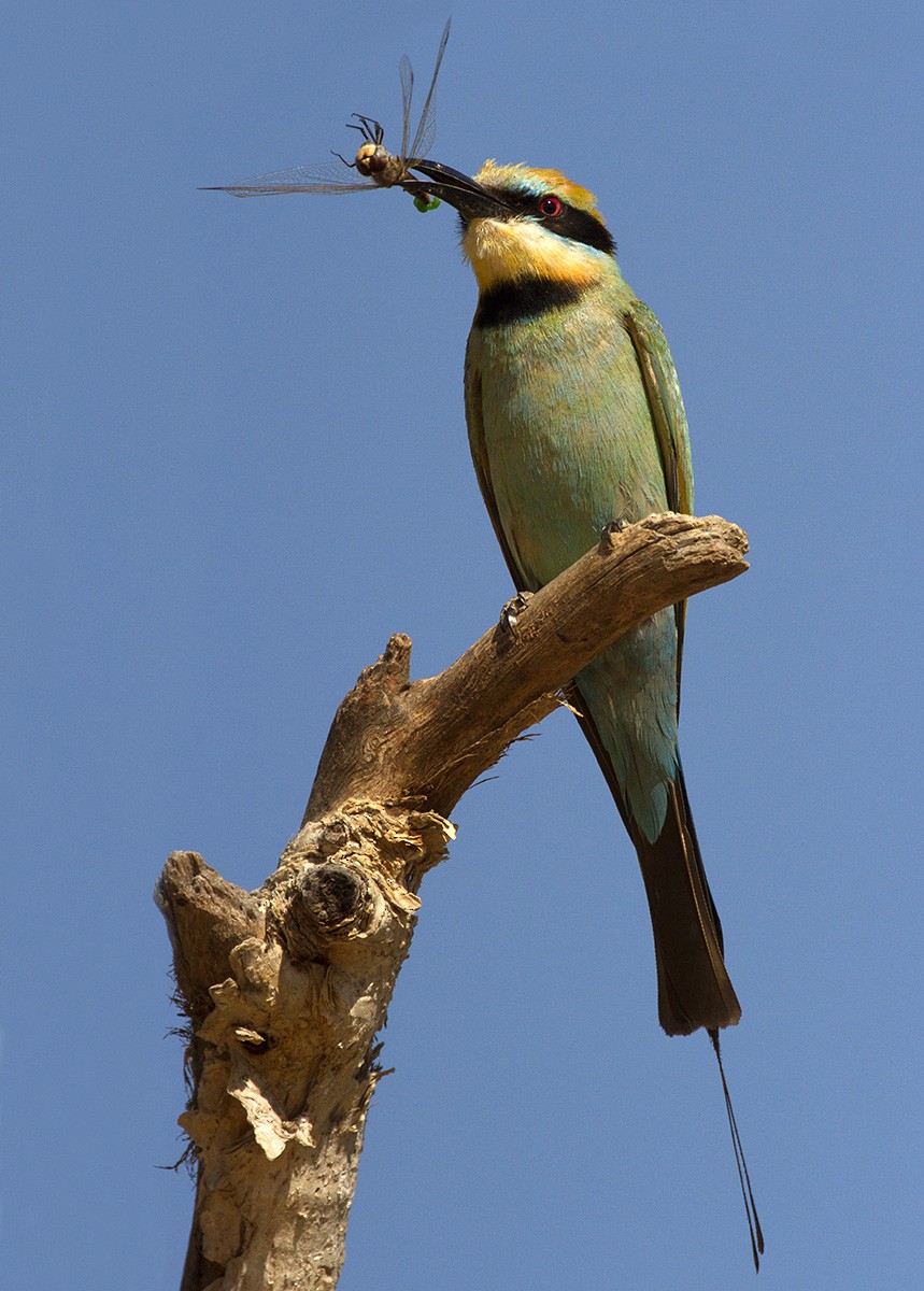 Rainbow Bee-eater - Leslie George