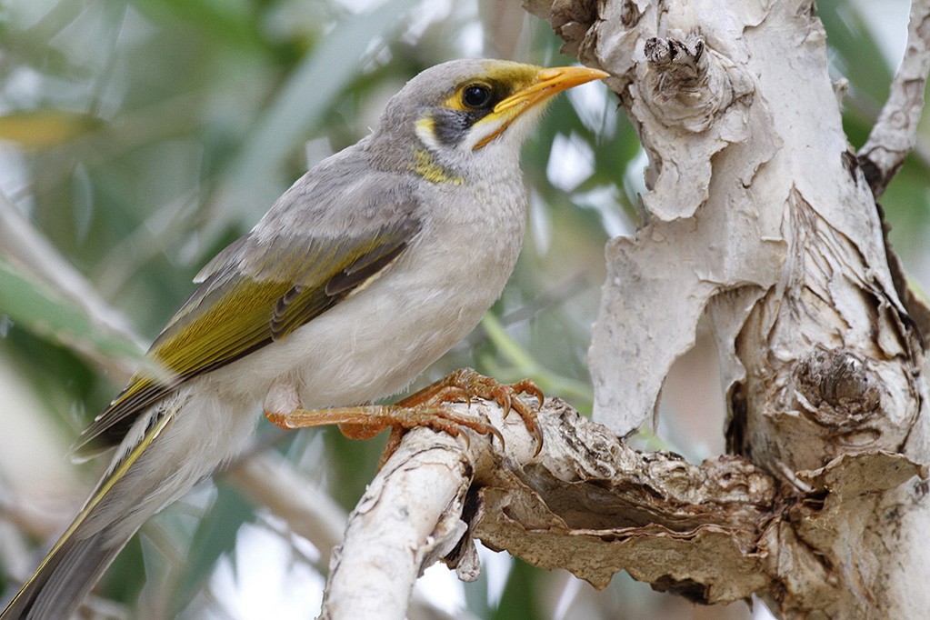Yellow-throated Miner - Leslie George