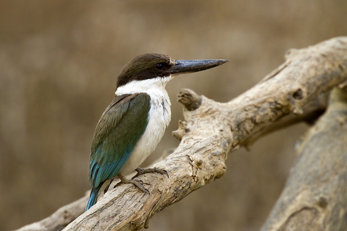 Torresian Kingfisher - Leslie George