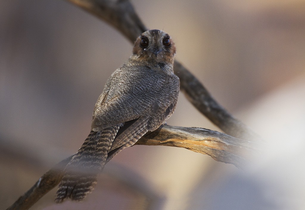 Australian Owlet-nightjar - ML206217661