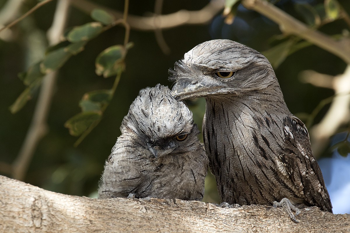 Tawny Frogmouth - Leslie George