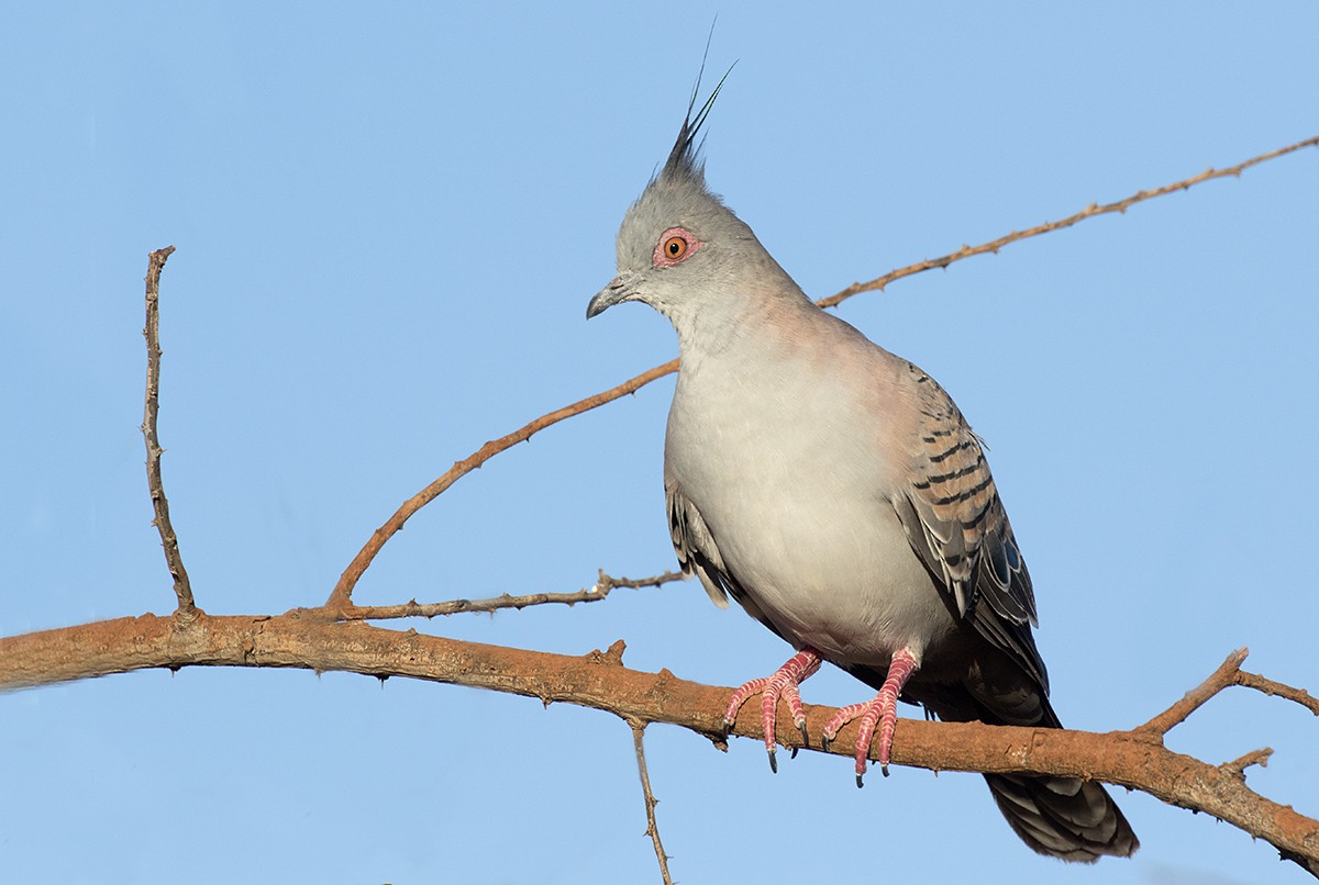 Crested Pigeon - ML206217691