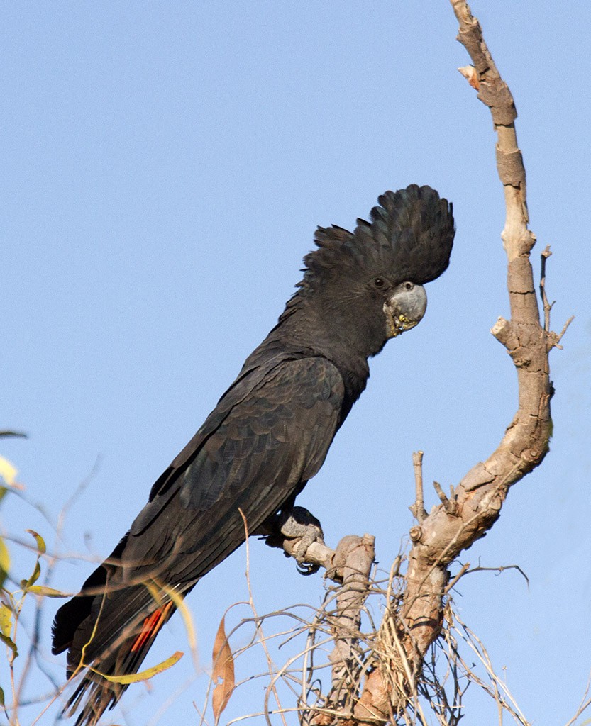 Red-tailed Black-Cockatoo - Leslie George
