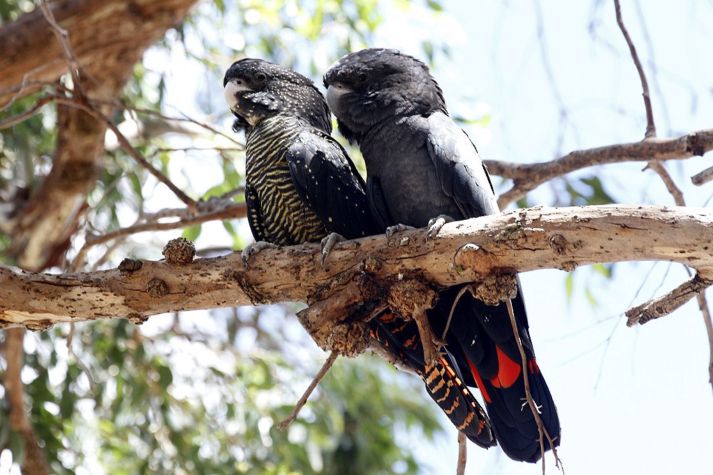 Red-tailed Black-Cockatoo - Leslie George