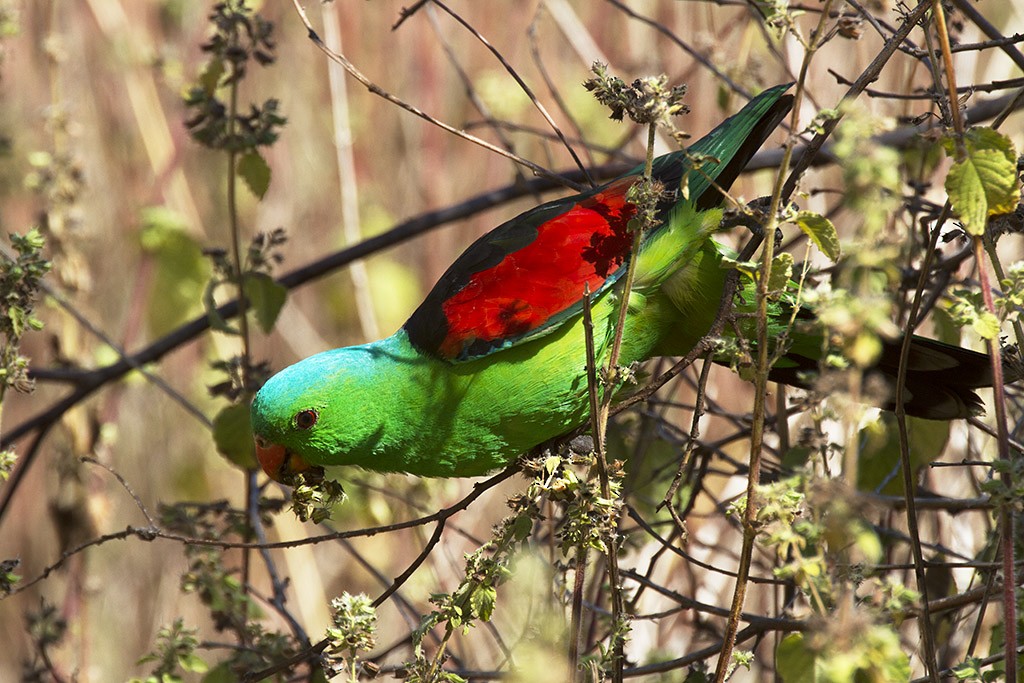 Red-winged Parrot - Leslie George