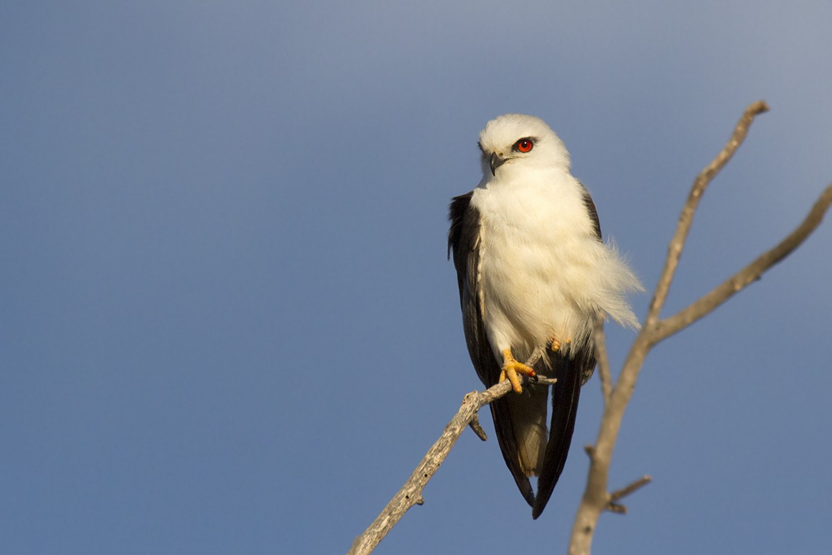 Black-shouldered Kite - Leslie George
