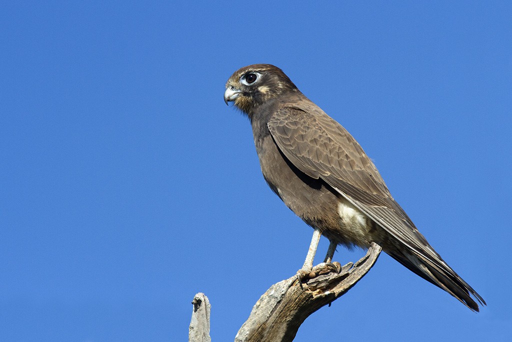 Brown Falcon - Leslie George