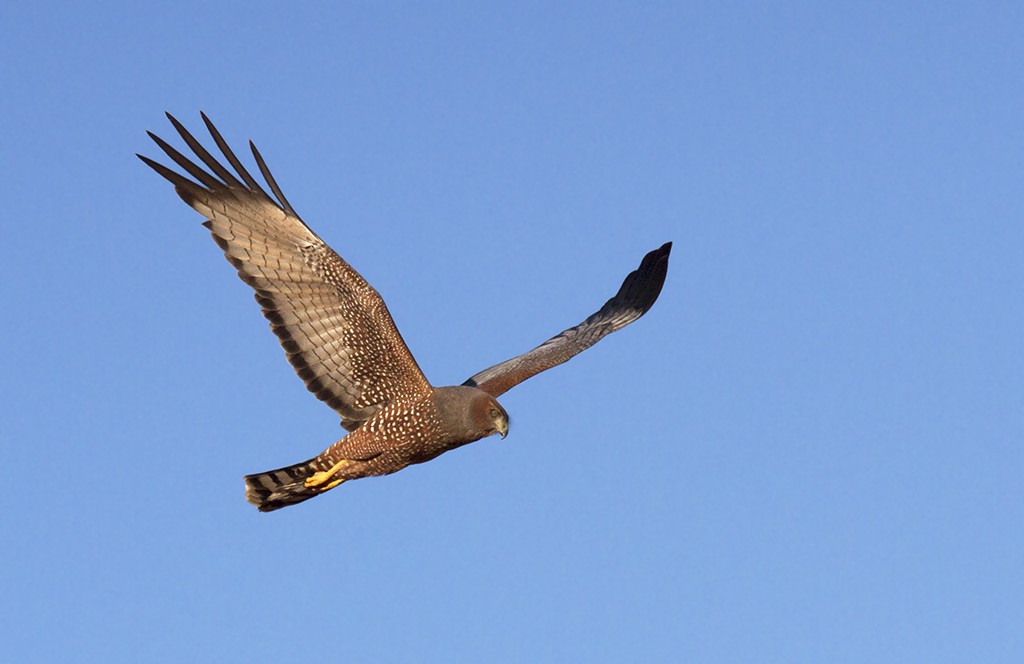 Spotted Harrier - ML206218001