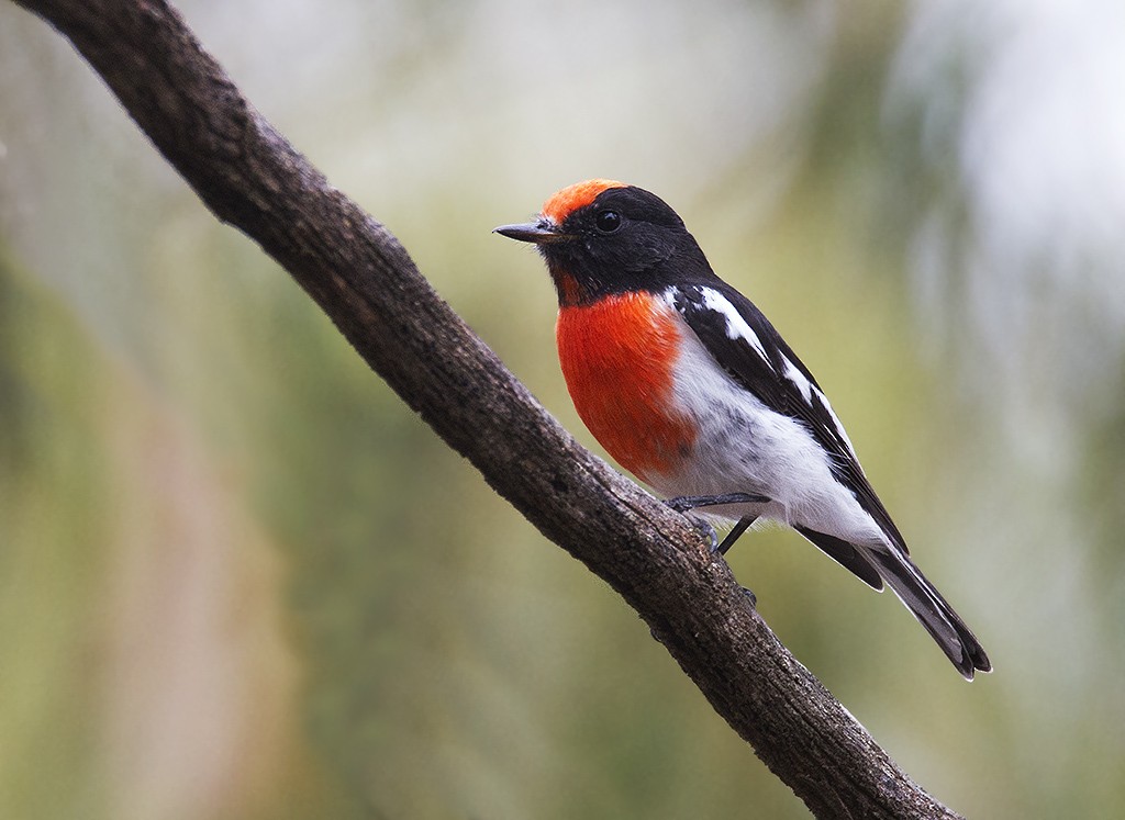 Red-capped Robin - Leslie George