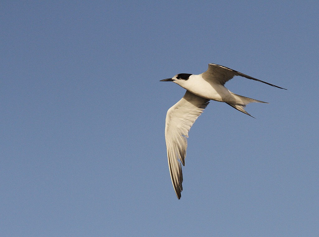 Common Tern - Leslie George