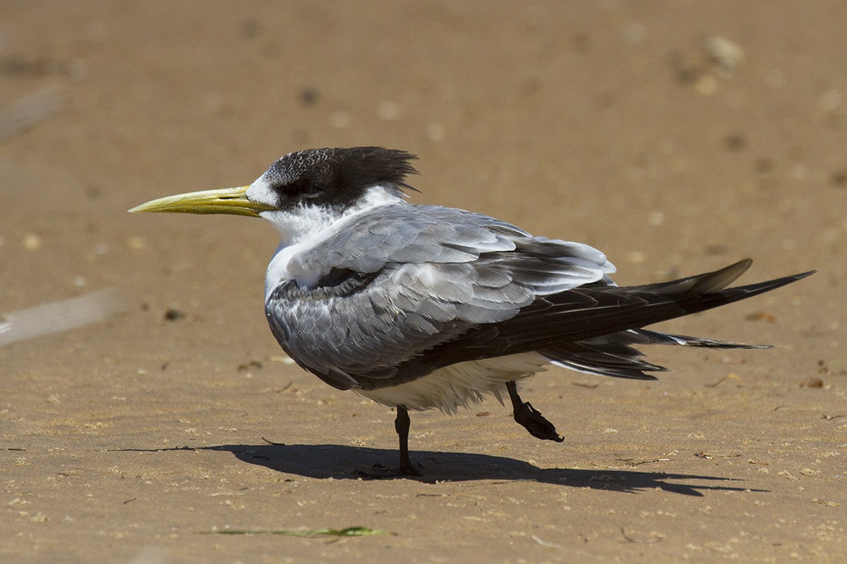 Great Crested Tern - ML206218231