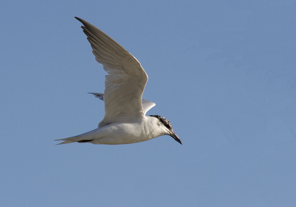 Australian Tern - Leslie George