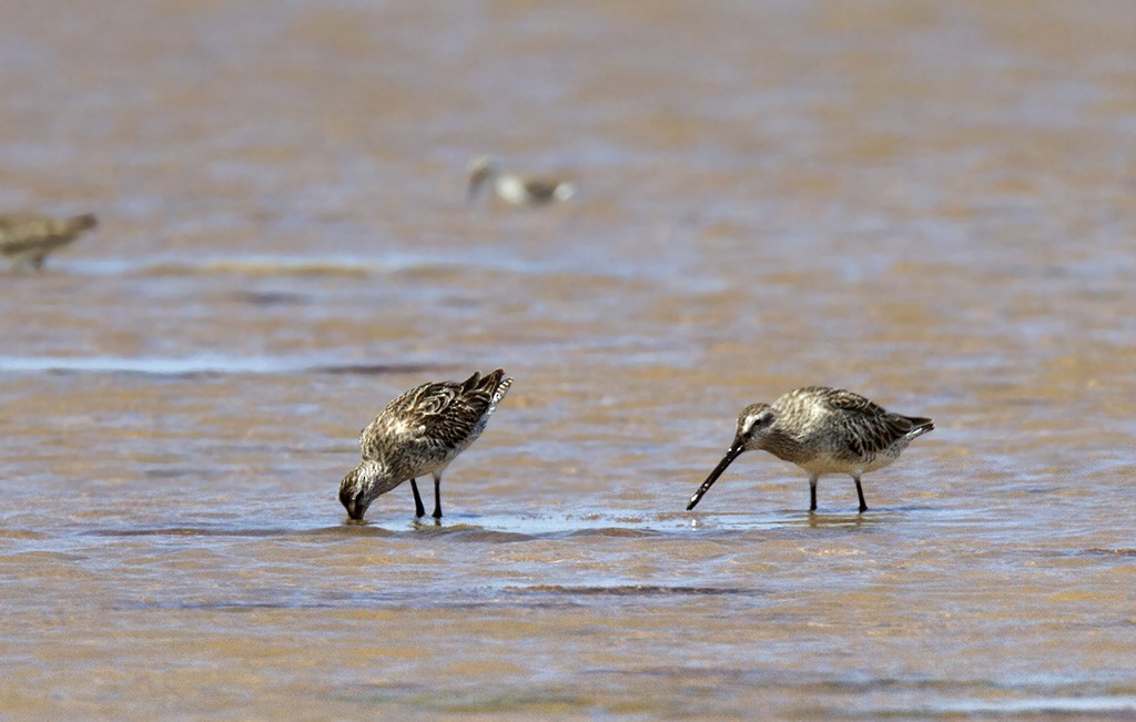 Asian Dowitcher - ML206218361