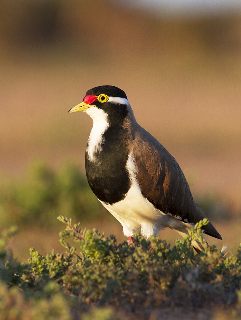 Banded Lapwing - ML206218381