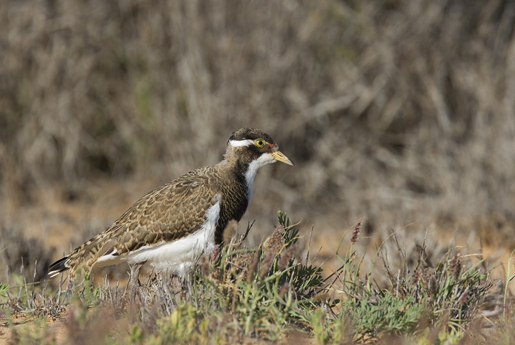 Banded Lapwing - ML206218391