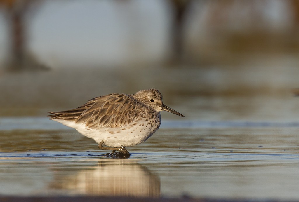 Great Knot - ML206218551