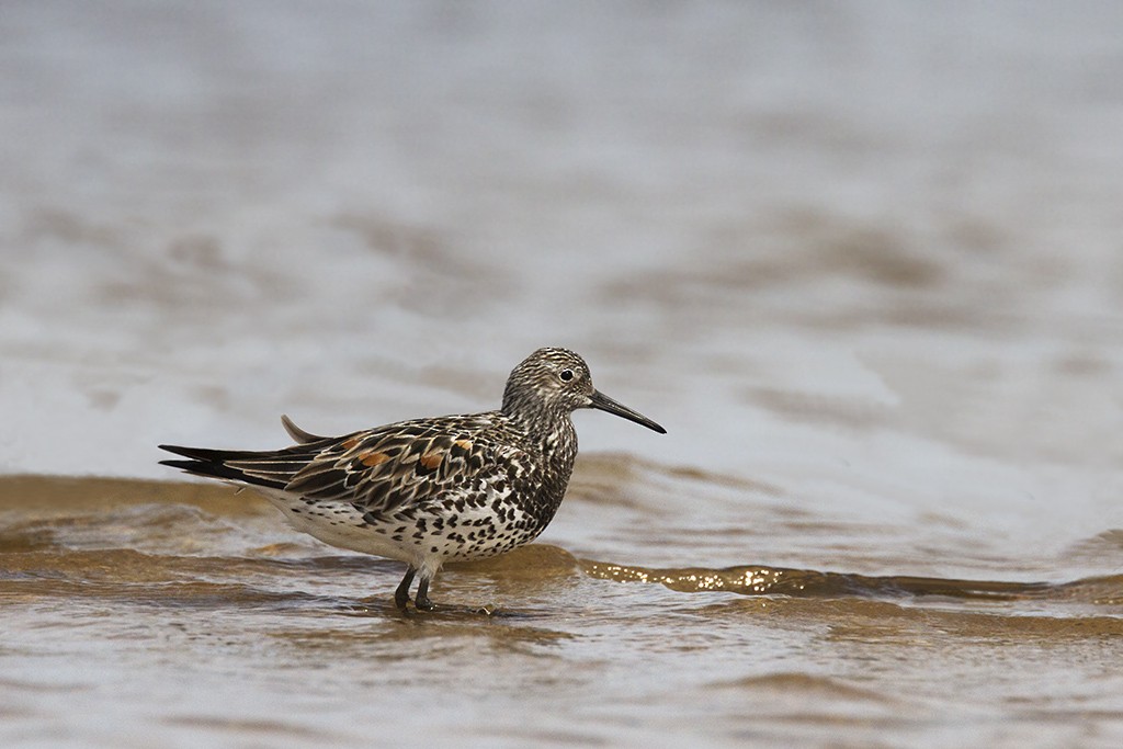 Great Knot - ML206218561