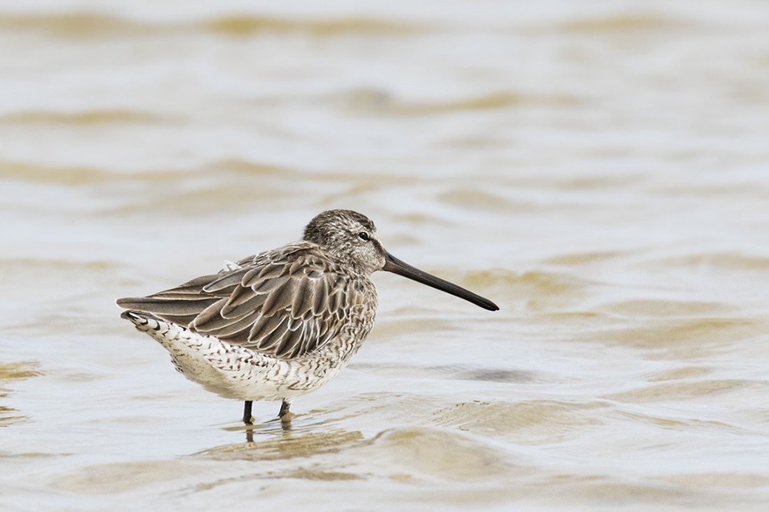 Asian Dowitcher - ML206218591