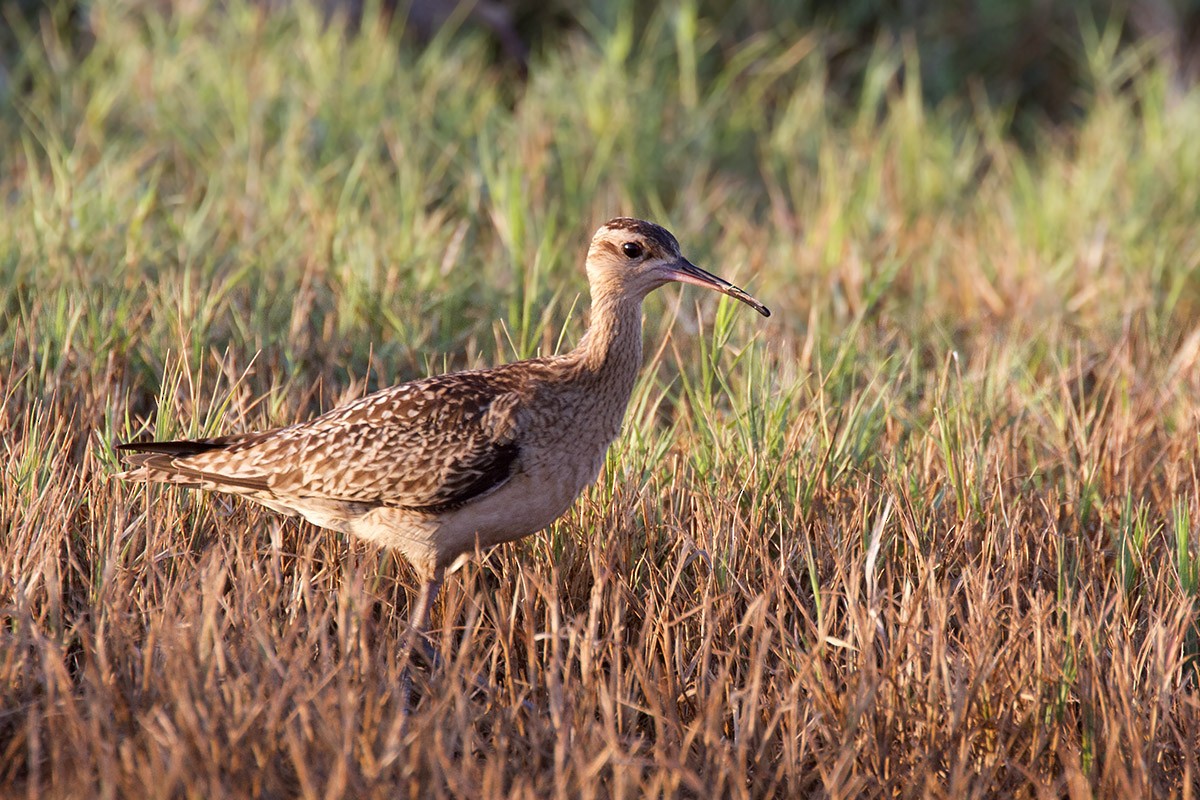 Little Curlew - ML206218631