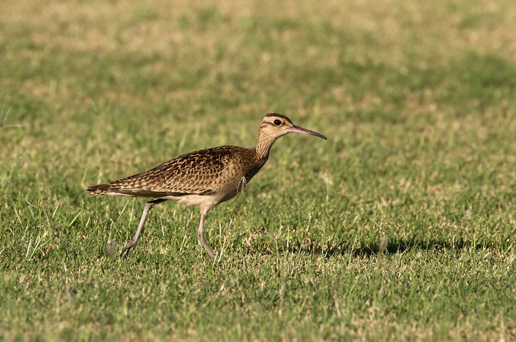 Little Curlew - ML206218641