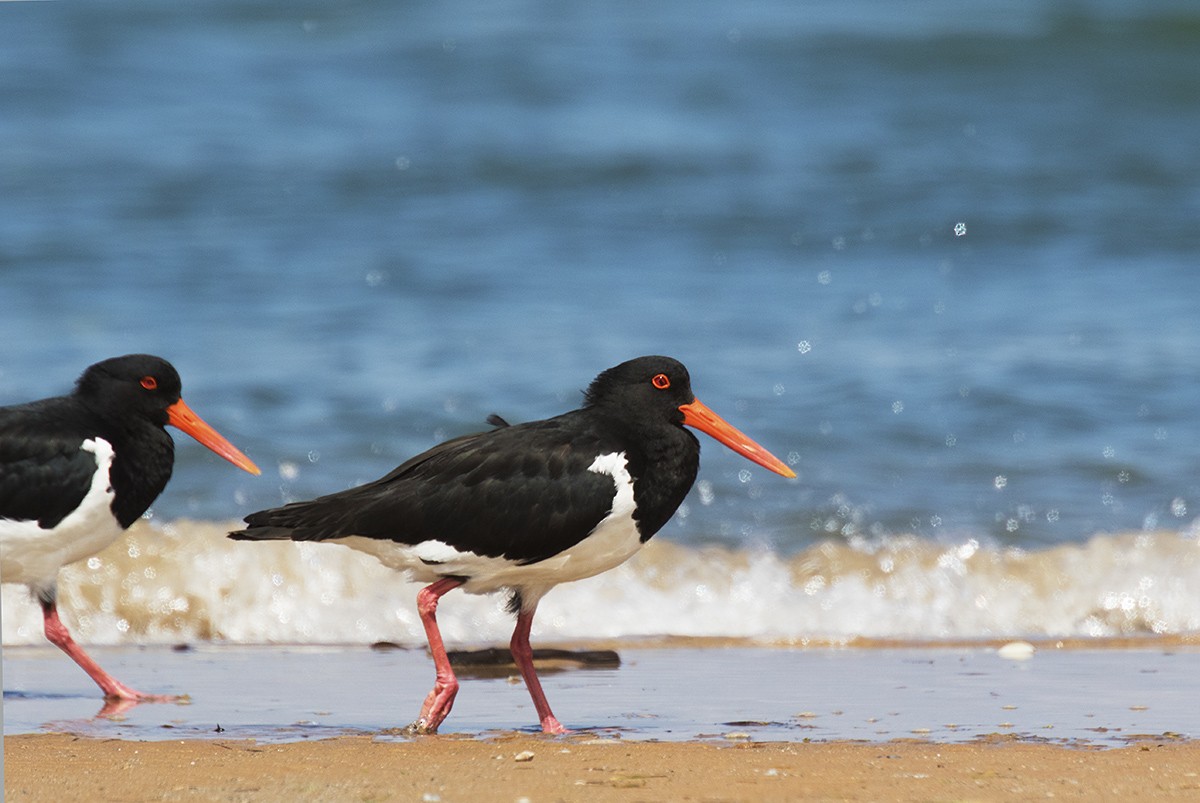 Pied Oystercatcher - Leslie George