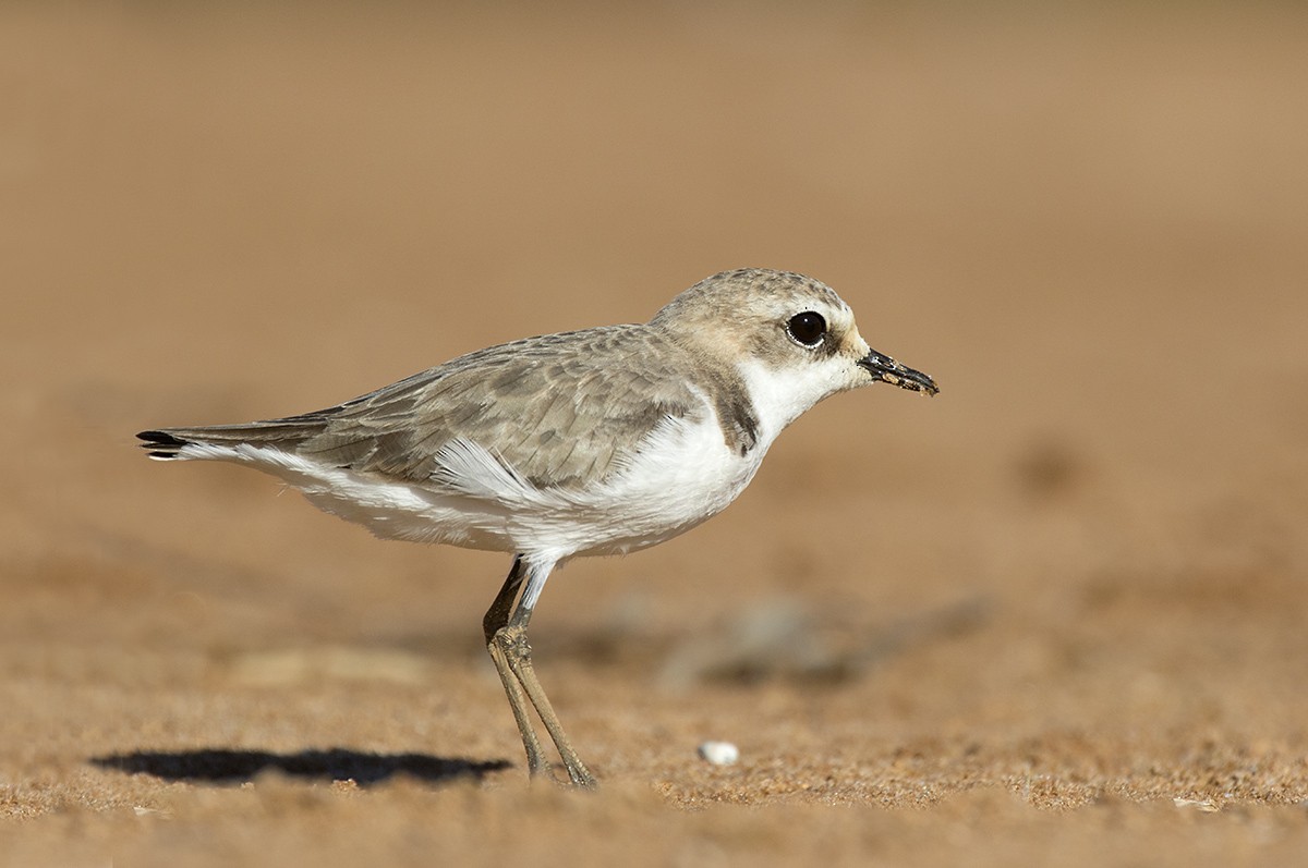Red-capped Plover - Leslie George