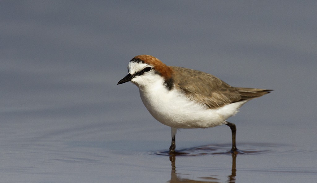 Red-capped Plover - ML206218741