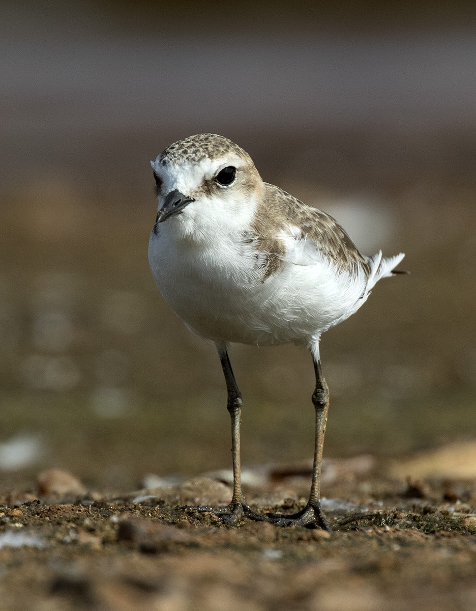 Red-capped Plover - ML206218751