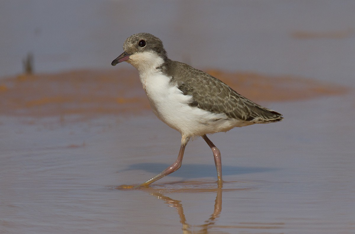 Red-kneed Dotterel - ML206218761
