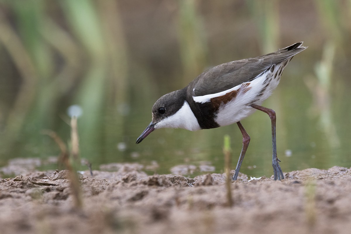 Red-kneed Dotterel - ML206218781