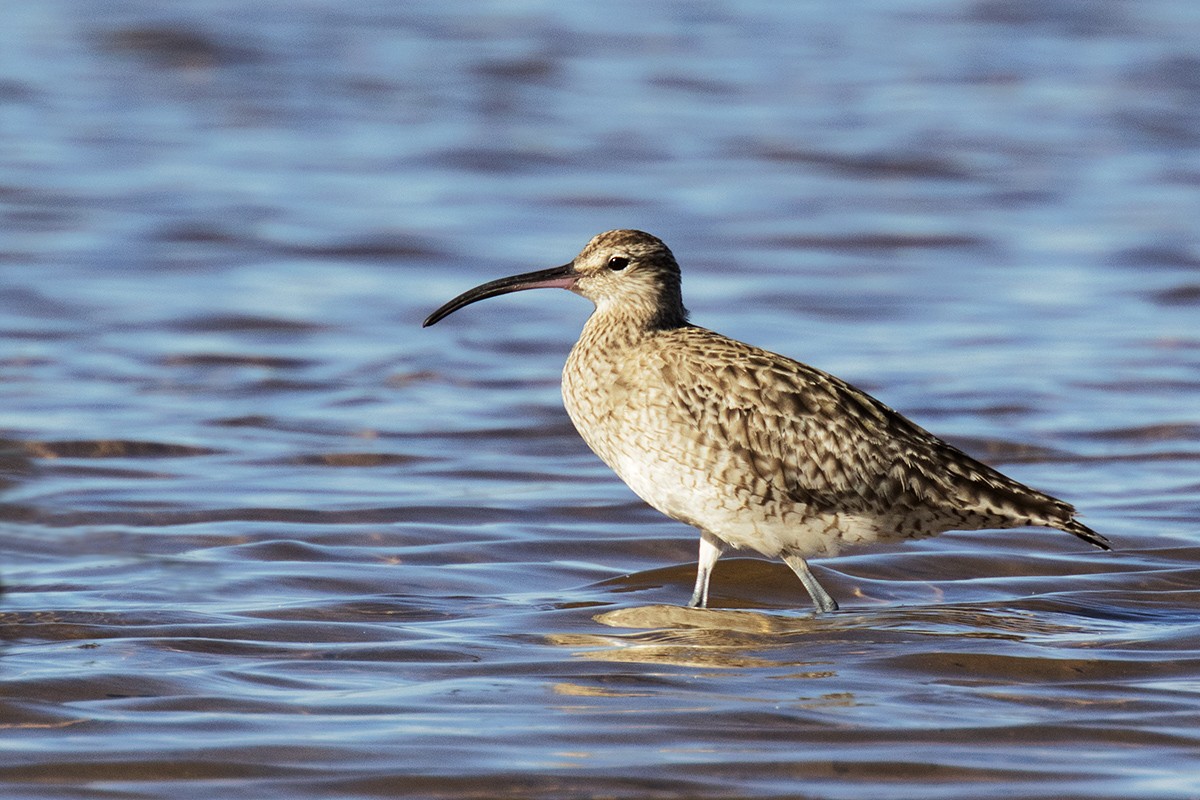 Whimbrel - Leslie George