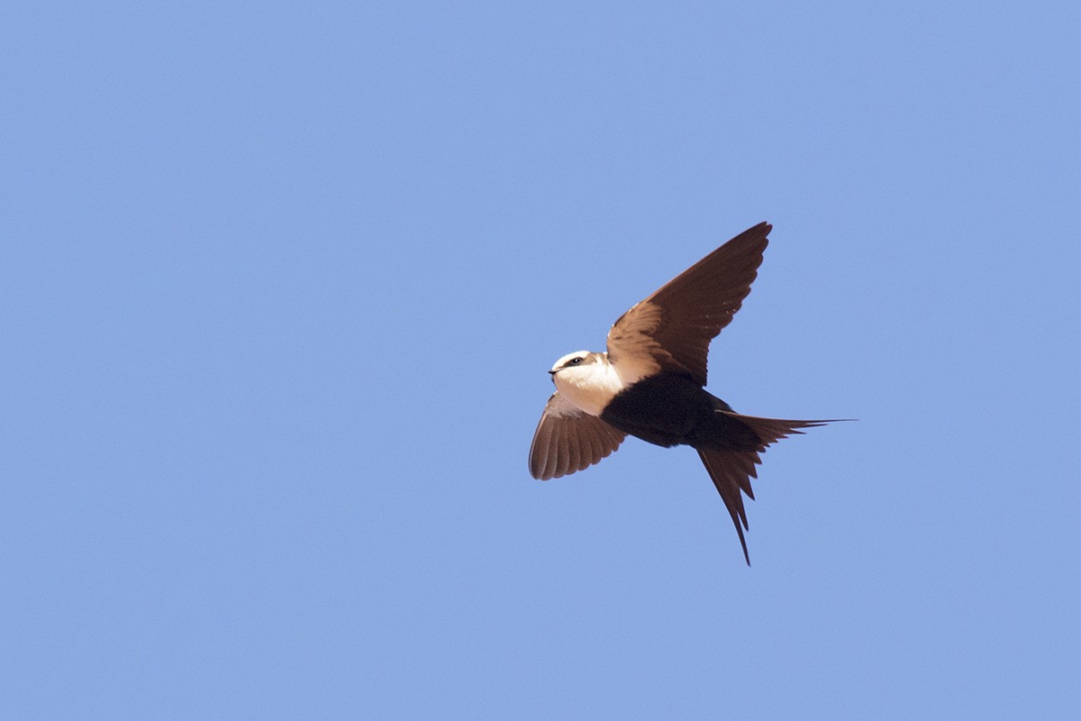White-backed Swallow - Leslie George