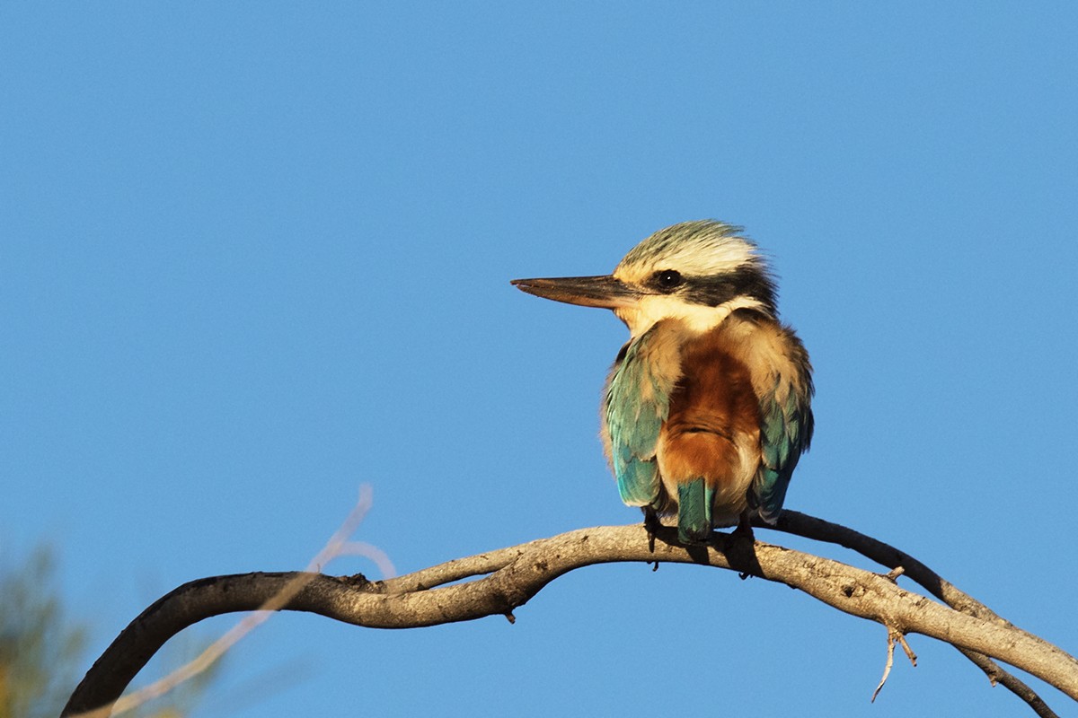Red-backed Kingfisher - Leslie George