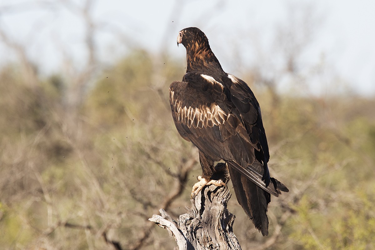 Wedge-tailed Eagle - ML206219601