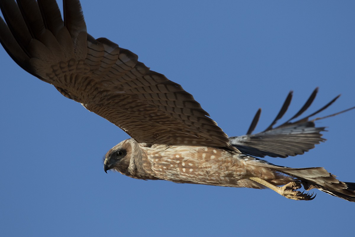 Spotted Harrier - ML206219651
