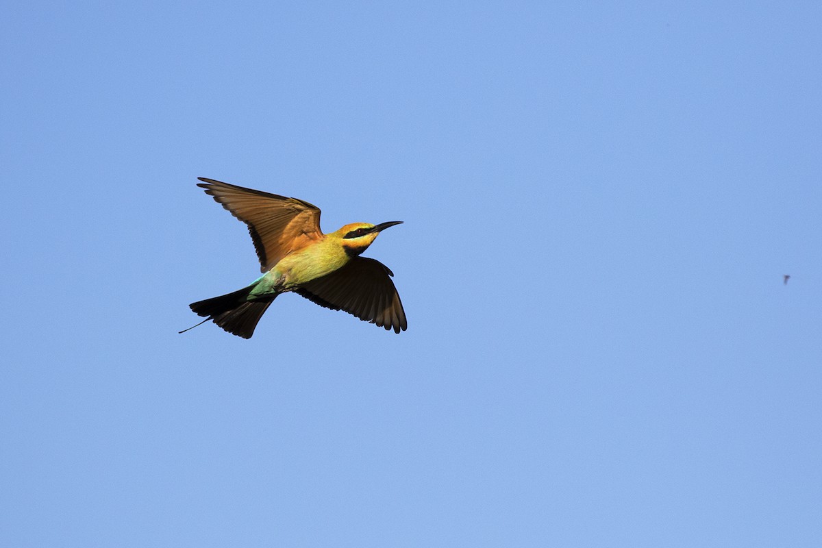Rainbow Bee-eater - ML206219691