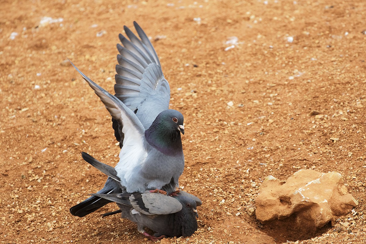 Rock Pigeon (Feral Pigeon) - Leslie George